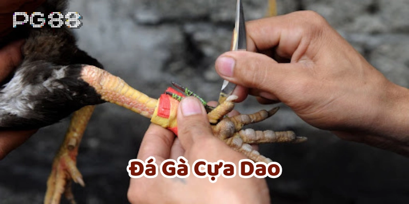 Chuẩn bị cựa dao