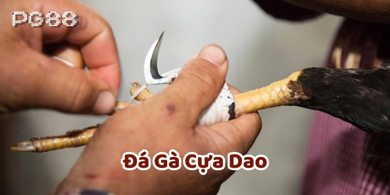 Chuẩn bị tâm lý khí chơi Đá Gà Cựa Dao