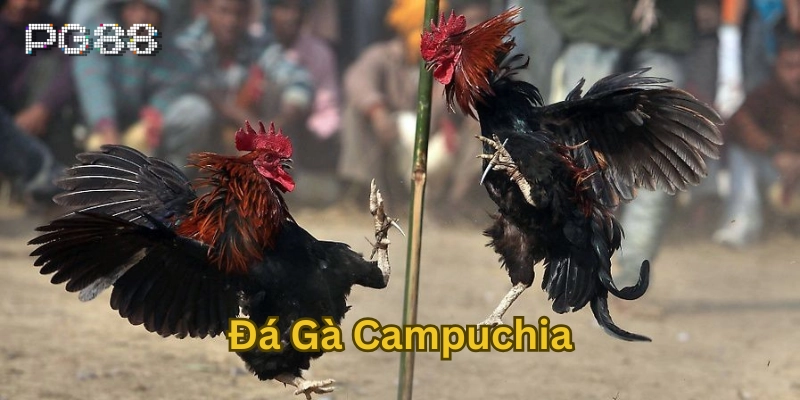 Đá Gà Campuchia là gì ?