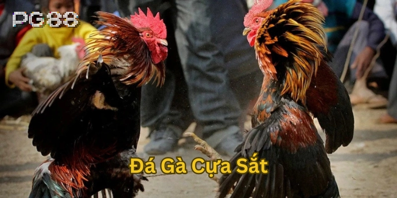 Đá Gà Cựa Sắt có gì hấp dẫn