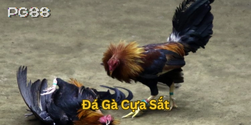 Đá Gà Cựa Sắt là gì?