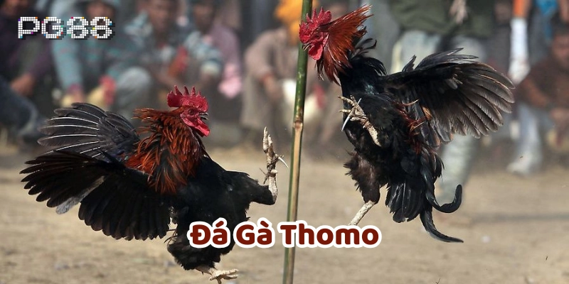 Đá gà thomo hoạt động như thế nào?
