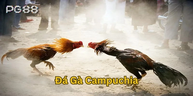 Đặc điểm nổi bật của Đá Gà Campuchia