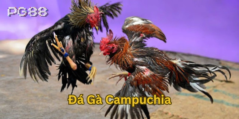 Lời khuyên khi chơi Đá Gà Campuchia