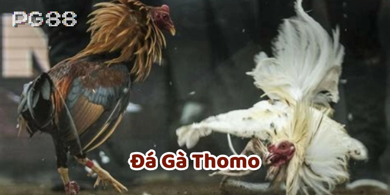 Lời khuyên khi tham gia Đá Gà Thomo